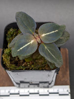 Sonerila sp. northern lights [non-exact]