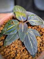 Sonerila sp. northern lights [non-exact]