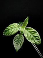 Pilea sp. silver borneo [cutting]