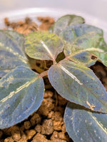 Sonerila sp. northern lights [non-exact]