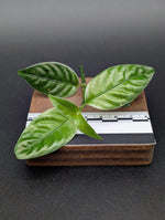 Pilea sp. silver borneo [cutting]