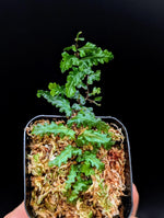 Teratophyllum sp. papua [non-exact]