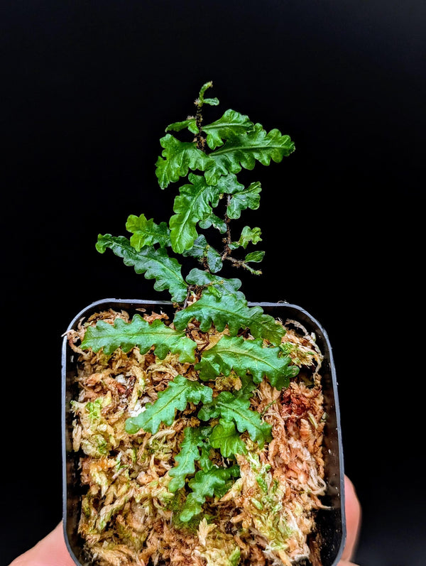 Teratophyllum sp. papua [non-exact]