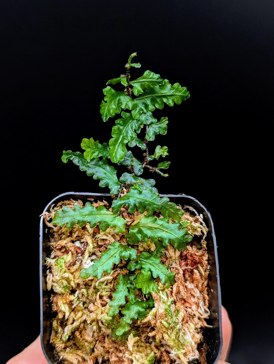 Teratophyllum sp. papua [non-exact]