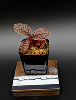 Labisia sp. snakeskin [non-exact]