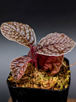 Labisia sp. snakeskin [non-exact]