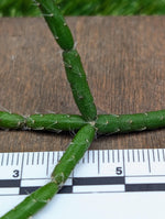 Rhipsalis pilocarpa [cutting]