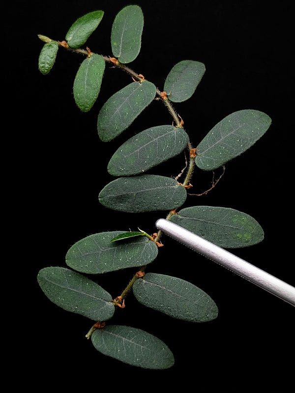 Ficus sp. borneo [cutting]