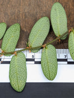 Ficus sp. borneo [cutting]
