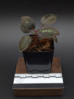 Sonerila sp. trailing [non-exact plant]