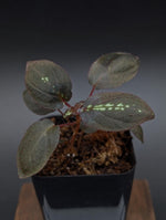 Sonerila sp. trailing [non-exact plant]