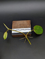 Philodendron recurvifolium [cutting]