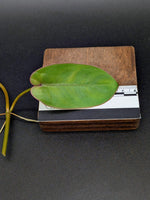Philodendron recurvifolium [cutting]
