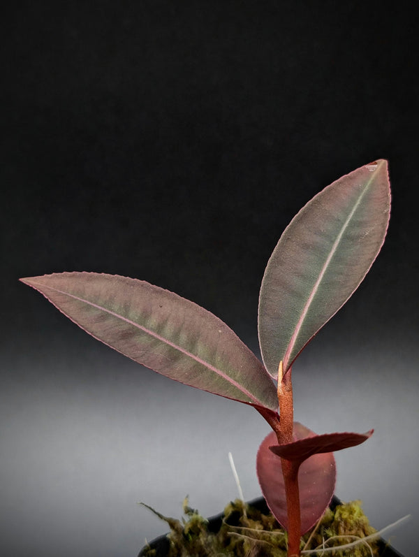 Labisia posthumusiana [non-exact]