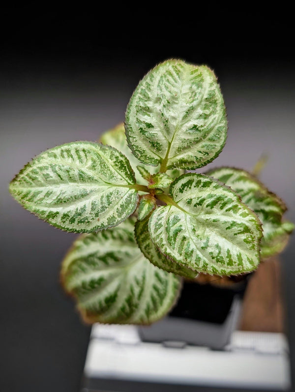 Sonerila sp. silver [non-exact]