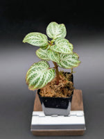 Sonerila sp. silver [non-exact]