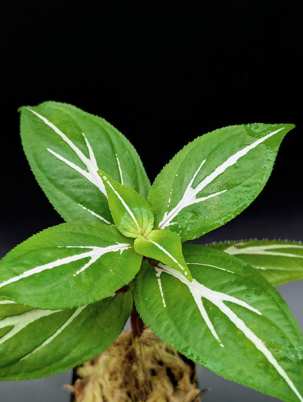 Sonerila sp. white bolt [non-exact]