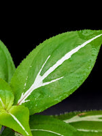 Sonerila sp. white bolt [non-exact]