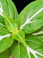 Sonerila sp. white bolt [non-exact]