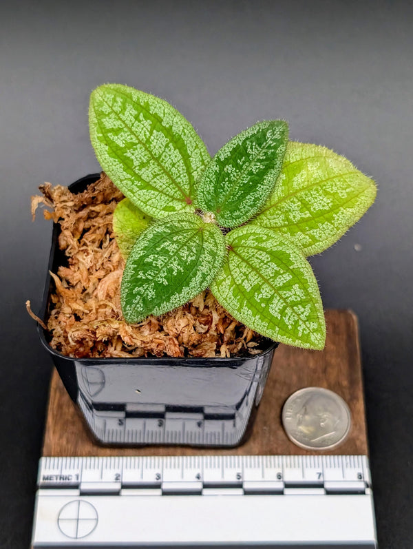 Phyllagathis prostrata [non-exact]