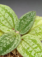 Phyllagathis prostrata [non-exact]