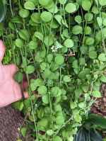 Dischidia sp. geri [cutting]