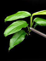 Philodendron subg. Pteromischum sp. 01 [cutting]
