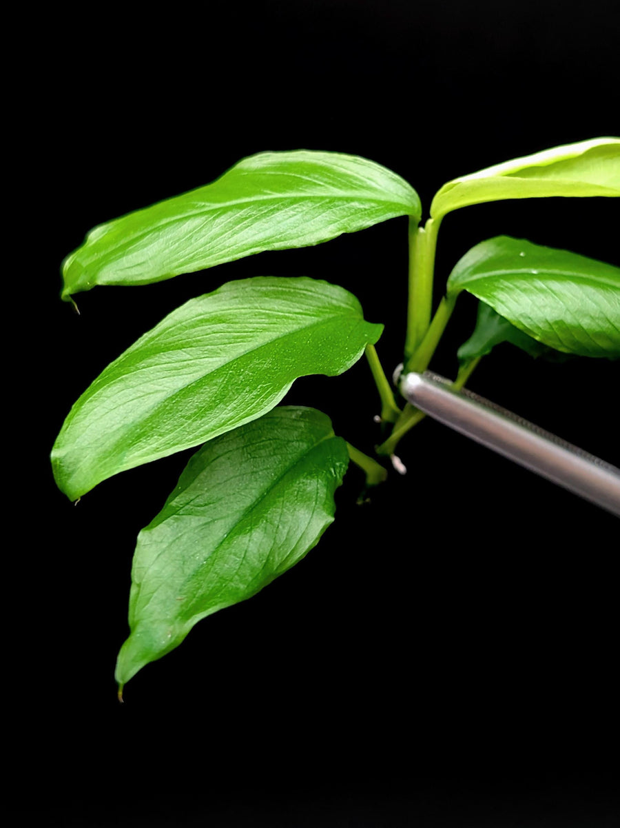 Philodendron subg. Pteromischum sp. 01 [cutting]