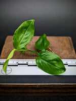 Philodendron subg. Pteromischum sp. 01 [cutting]