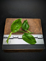 Philodendron subg. Pteromischum sp. 01 [cutting]