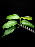 Philodendron subg. Pteromischum sp. 01 [cutting]