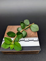 Peperomia sp. venezuela [cutting]
