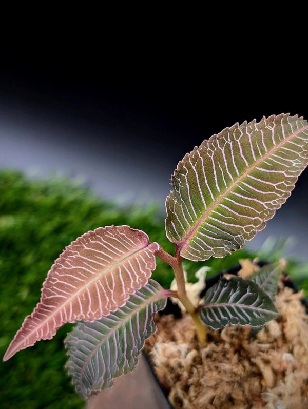 Labisia sp. perlis [non exact]