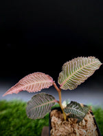 Labisia sp. perlis [non exact]