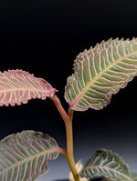 Labisia sp. perlis [non exact]