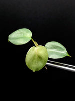 Philodendron sp small silver [cutting]