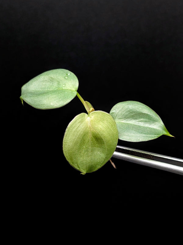 Philodendron sp small silver [cutting]
