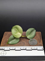 Philodendron sp small silver [cutting]