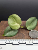 Philodendron sp small silver [cutting]