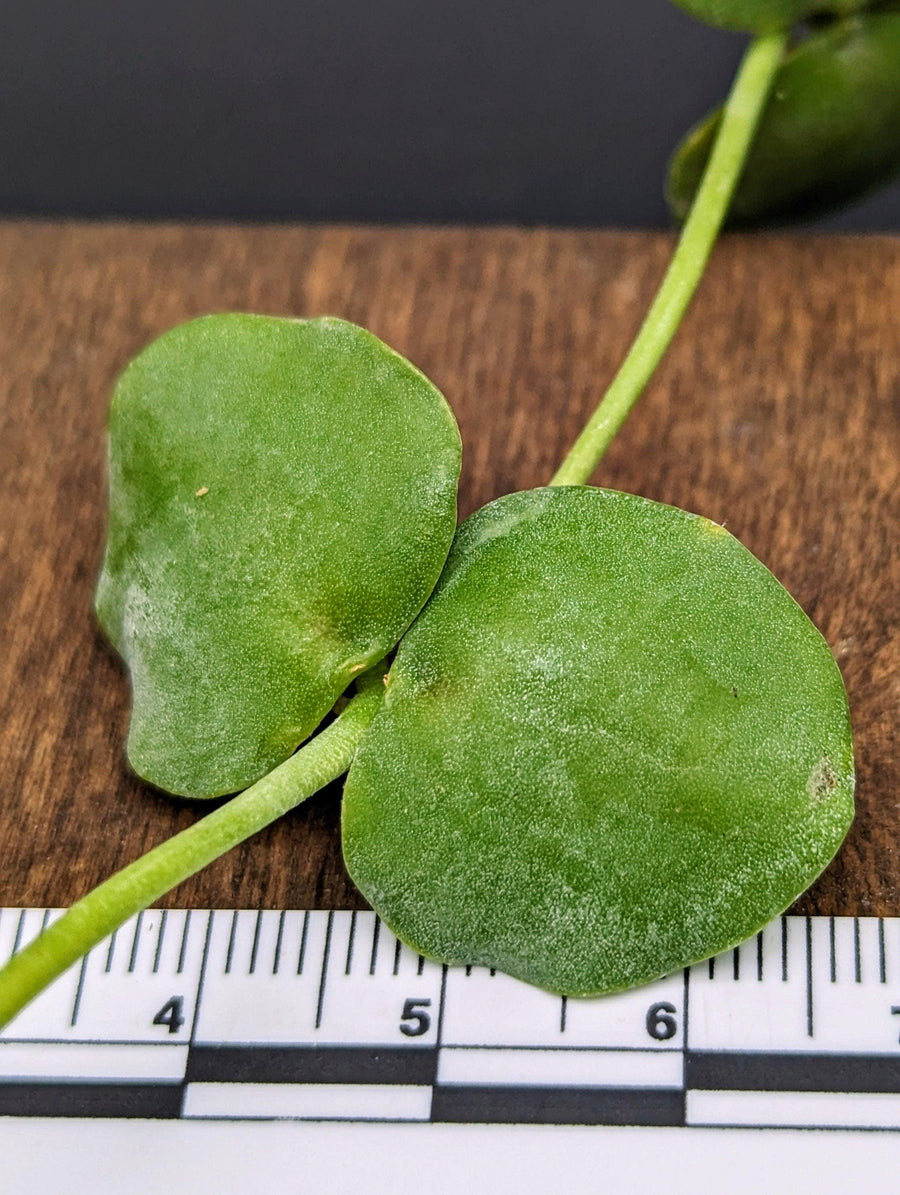 Dischidia sp. Camiguin Island [cutting]