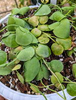 Dischidia sp. Camiguin Island [cutting]