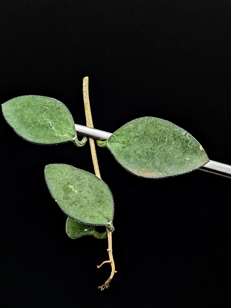 Hoya nummularioides [cutting]