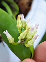 Dischidia sp. Camiguin Island [cutting]