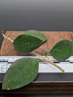 Hoya nummularioides [cutting]