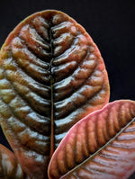 Labisia sp sabilit large [non-exact]