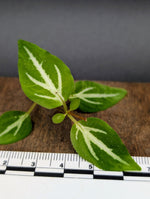 Sonerila cf pulchella [cutting]