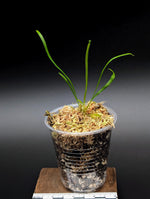 Vittaria lineata [non-exact]