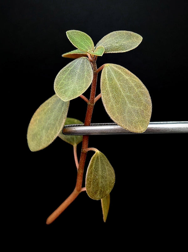 Peperomia aff veluntina [cutting]