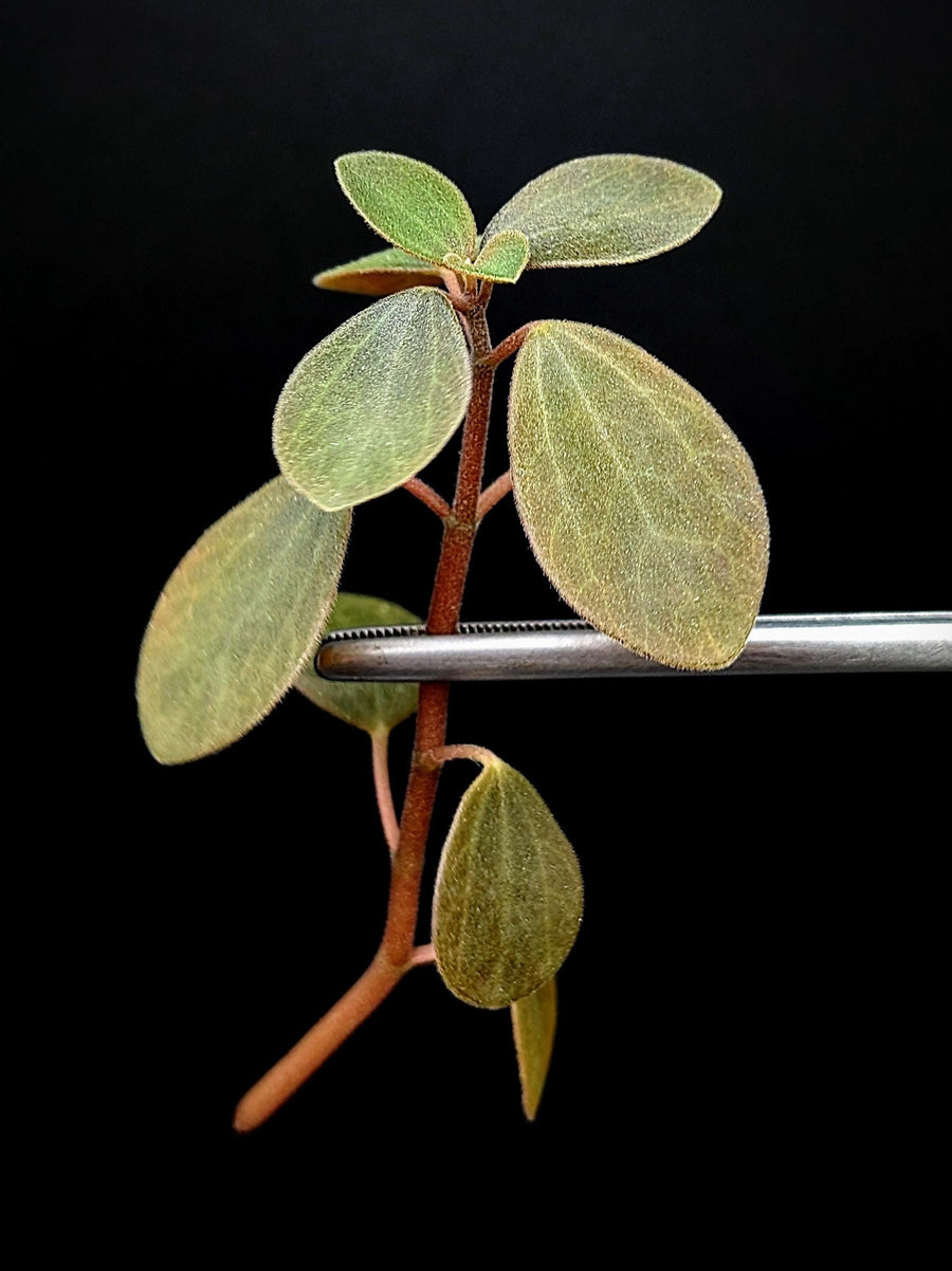 Peperomia aff veluntina [cutting]