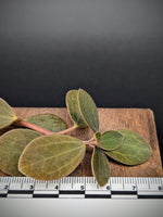 Peperomia aff veluntina [cutting]